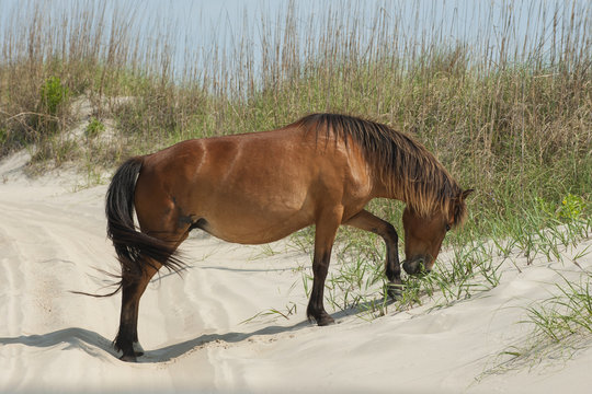 Wild Horse At The Outer Banks