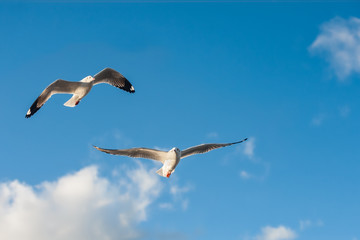 Seagulls flying in the blue sky