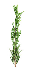 rosemary isolated on white background