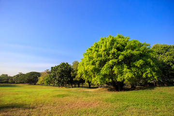 Obraz premium Beautiful park scene in public park with green grass field, Bankok, Thailand.