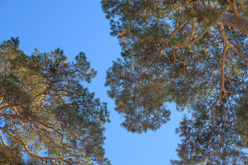 Obraz premium Forest, the crown of tree, trunks of trees heavenward into the sky. Look up crown trees in the forest background.