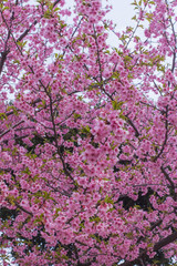 sakura