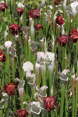 Carnivorous bug catching Pitcher Plants 