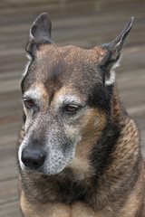 Mature Old Dog Shepherd Mix