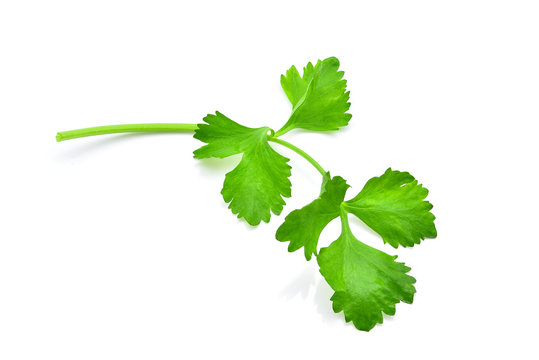 celery leaf isolated on white background