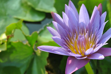 Beautiful Lotus Flower Purple and yellow  