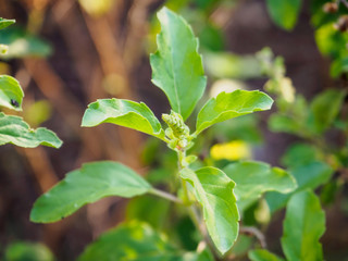 Holy basil leaf close up