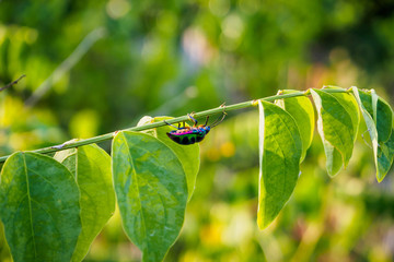 Jewel Bug in the nature