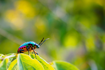 Jewel Bug in the nature