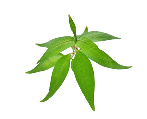 Vietnamese mint isolated on white background