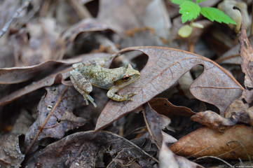 Small frog