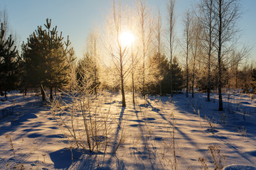 Fototapeta na wymiar sun in winter woods