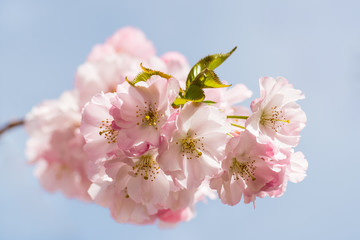 closeup of cherry tree blossom against blue sky