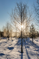 birch trees in the winter forest