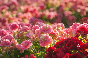 Roses in the garden