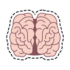 human brain organ icon over white background. colorful design. vector illustration