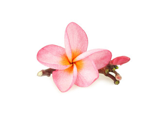 Fototapeta na wymiar Tropical flower frangipani isolated on white background