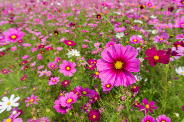 Obraz premium Flower and natural bokeh for Background