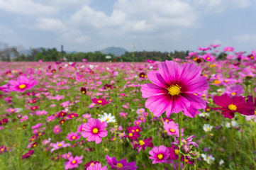 Flower and natural bokeh for Background