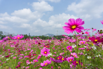 Flower and natural bokeh for Background