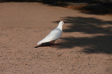 Fototapeta premium 白はと02