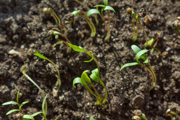 Sprouts of coriander in soil