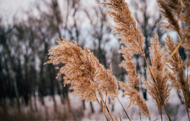 Fototapeta premium Заросли тростника на берегу реки зимой