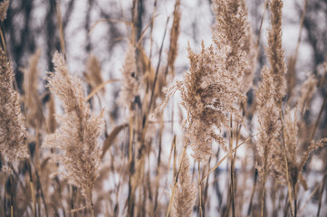 Fototapeta premium Пышные заросли тростника