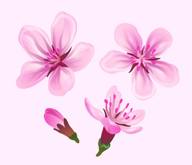Vector pink sakura set design floral element Japan cherry flowers