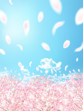 桜　春　花　背景
