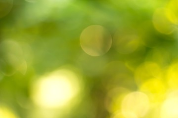 green blurred backdrop of nature, circle light wallpaper, white bokeh background