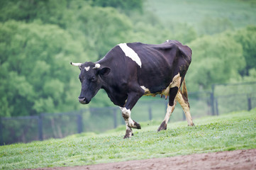 Black-flecked breed cow on a green meadow in the early morning