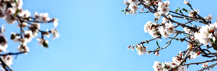 banner background of spring cherry tree