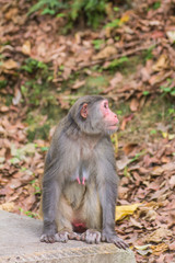 monkey