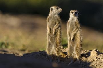Fototapeta premium Meerkat or suricate (Suricata suricatta). Kalahari. Northern Cape. South Africa.