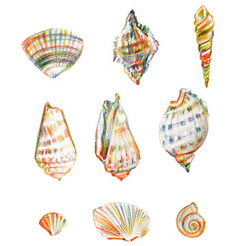 Colored seashell isolated on white background, hand drawn illustration various shells drawing chromatic pencils, collection underwater artistic marine element design for greeting card, restaurant menu