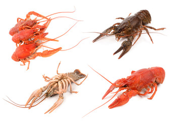 crayfish on a white background