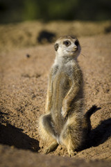 Meerkat or suricate (Suricata suricatta). Kalahari. Northern Cape. South Africa.