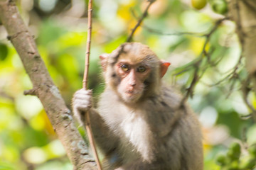 monkey