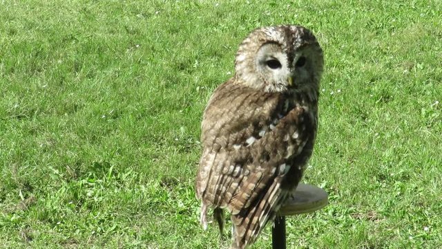 tawny trained