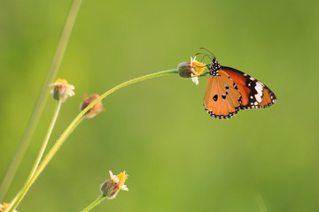 butterfly is working for some sweet on flowers