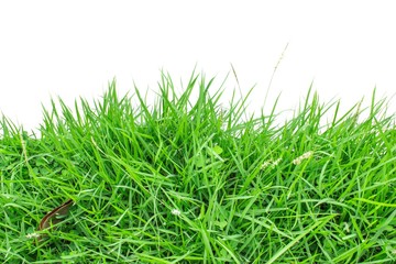 Green grass on white background