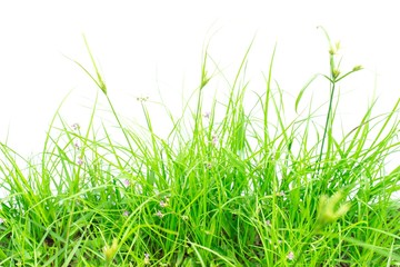 Green grass on white background