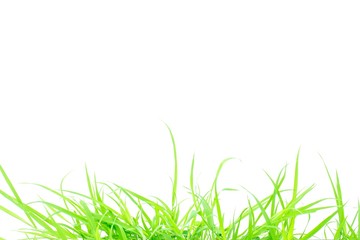 Green grass on white background