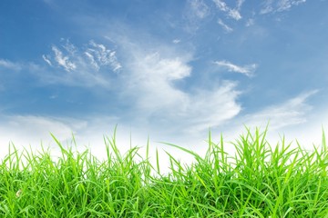 Fototapeta na wymiar Spring nature background with grass and blue sky