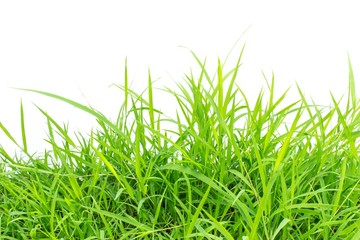 Obraz premium Green grass on white background