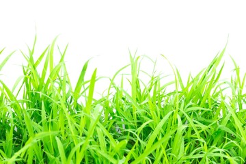 Obraz premium Green grass on white background