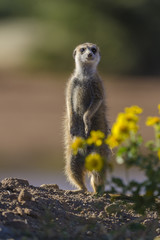 Meerkat or suricate (Suricata suricatta). Kalahari. Northern Cape. South Africa.