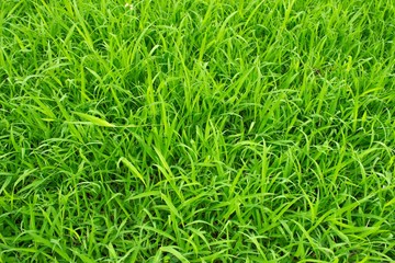 green grass texture background