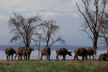 the herd of buffalos